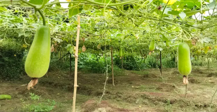 টানা বৃষ্টিতে ঈশ্বরদীতে শত শত একর সবজি ক্ষেত পানির নিচে, পচন ধরেছে ফসলে
