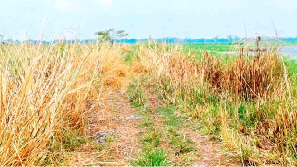 পাবনার বেড়ায় পাঁচ কিলোমিটার সড়ক, এক যুগেই হারানোর পথে