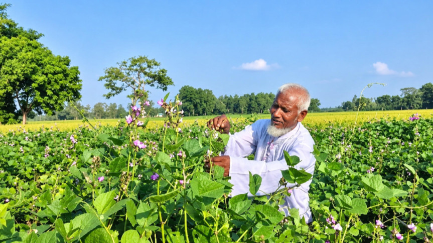 ধান ছেড়ে গ্রীষ্মকালীন শিমে স্বপ্ন, খানসামায় কৃষকের ঘুরছে ভাগ্যের চাকা