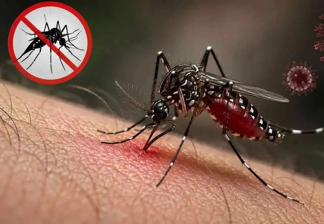 ডেঙ্গুতে মৃত্যু ৩০০ ছাড়াল, আক্রান্ত লাখের কাছাকাছি