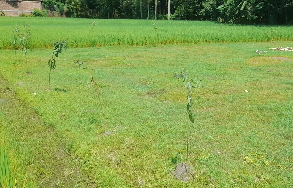 গাবতলীতে গাছ রোপণ করে জমি দখলের পাঁয়তারা, প্রাণনাশের হুমকির অভিযোগ