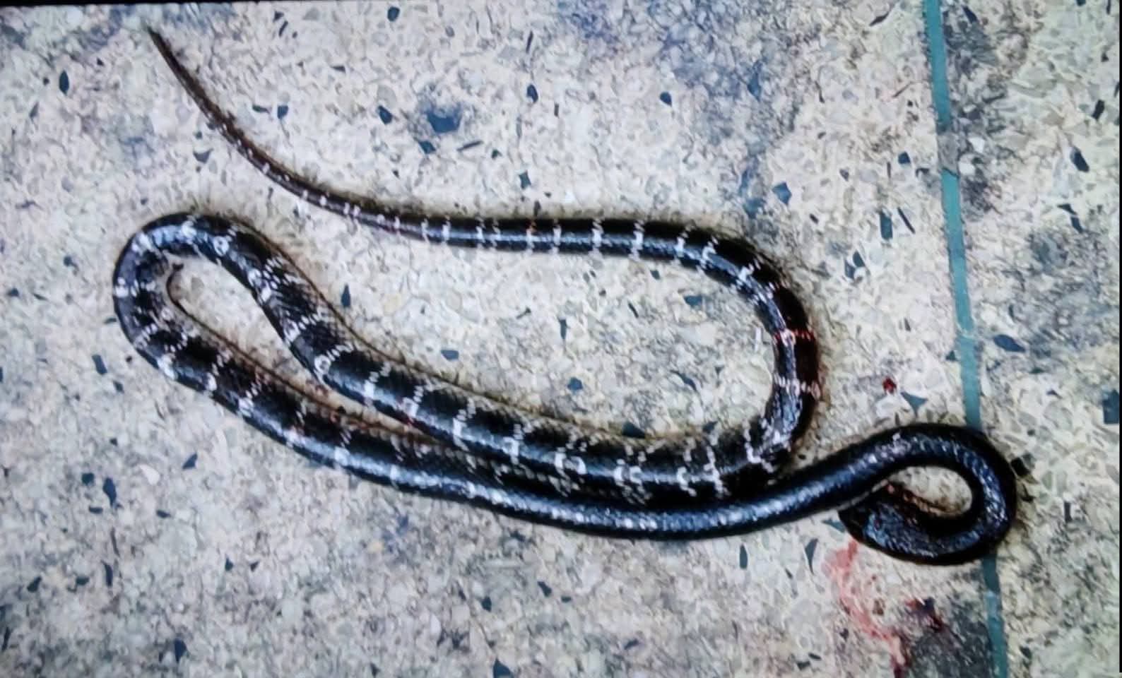 পোরশায় নিজ ঘরে সাপের কামড়ে প্রবাসী সন্তানের মৃত্যু, আহত ১।