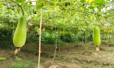 টানা বৃষ্টিতে ঈশ্বরদীতে শত শত একর সবজি ক্ষেত পানির নিচে, পচন ধরেছে ফসলে