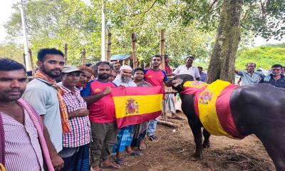 বিশ্বকাপ ফাইনাল ঘিরে স্পেন প্রবাসীদের ব্যতিক্রমী আয়োজন, সব ফুটবল সমর্থকদের জন্য মহিষ উপহার