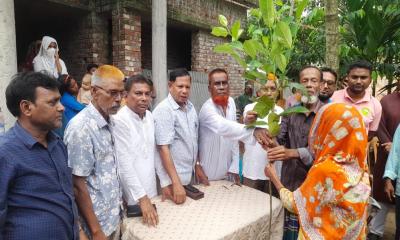 বগুড়ার গাবতলীর দুর্গাহাটায় চারা গাছ বিতরন