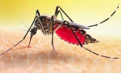 ডেঙ্গুতে আরও ১০ জনের মৃত্যু, চলতি বছর প্রাণহানি ৩৩১