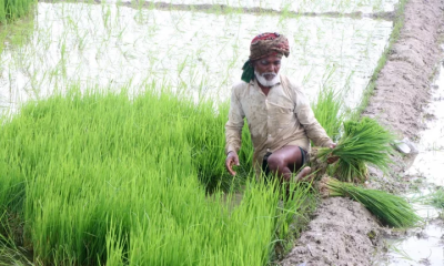 সারের বাজারে নৈরাজ্য: ১,৩৫০ টাকার টিএসপি ১,৮০০, ১,০৫০ টাকার ডিএপি ১,৬০০ টাকায়!