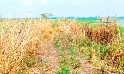 পাবনার বেড়ায় পাঁচ কিলোমিটার সড়ক, এক যুগেই হারানোর পথে