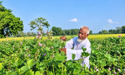 ধান ছেড়ে গ্রীষ্মকালীন শিমে স্বপ্ন, খানসামায় কৃষকের ঘুরছে ভাগ্যের চাকা