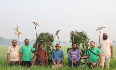 চলনবিলে ৫০ বক উদ্ধার, ৩ শিকারির জেল-জরিমানা