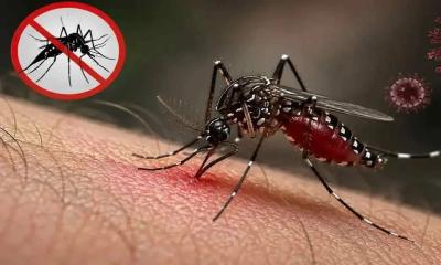 ডেঙ্গুতে মৃত্যু ৩০০ ছাড়াল, আক্রান্ত লাখের কাছাকাছি