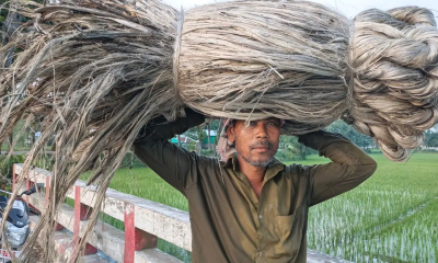 পাটের ফলন কম, ন্যায্যমূল্য নিয়ে শঙ্কা—দুঃস্বপ্নে কৃষকের ‘সোনালি আঁশ’