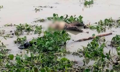 বগুড়ার যমুনায় ভাসমান অজ্ঞাত নারীর মরদেহ উদ্ধার, পরিচয় শনাক্তে তদন্ত