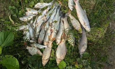 গাবতলীর কোলারবাড়ীতে পুকুরে গ্যাস ট্যাবলেট প্রয়োগে মাছ নিধনের অভিযোগ