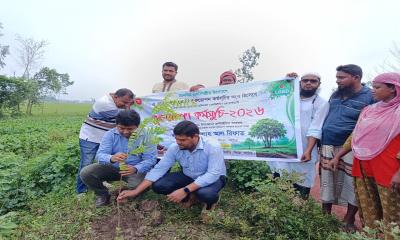 সিংড়ায় বিয়াশ-রাতাল রাস্তায় বৃক্ষরোপণ উদ্বোধন