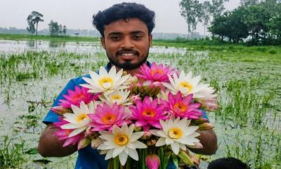 শরতের আগেই চলনবিলে লাল-সাদা শাপলার সমারোহ