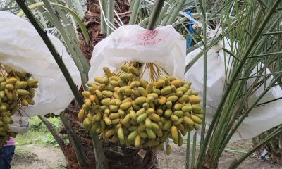 মরুভূমির খেজুর এবার পাবনার মাটিতে, তরুণ উদ্যোক্তা হিরুর সাফল্যে নতুন সম্ভাবনা