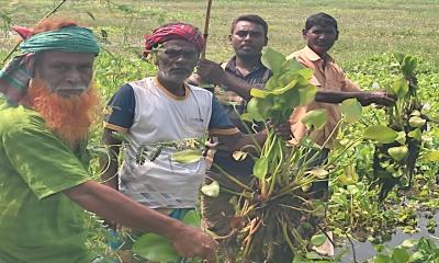 সিংড়ায় কচুরিপানায় ৩০০ একর জমি, অনিশ্চিত বোরো আবাদ