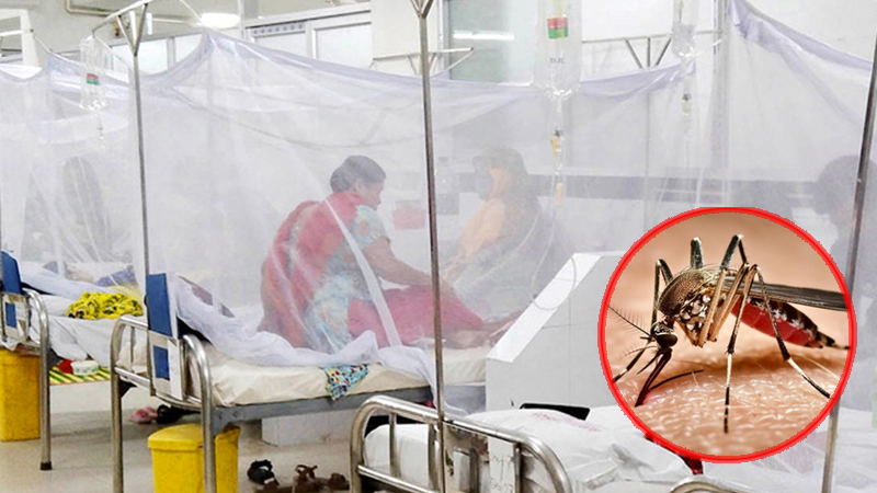 ২৪ ঘণ্টায় ডেঙ্গুতে আরও ৩ মৃত্যু, হাসপাতালে ভর্তি ৫৩৪